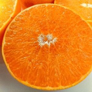 愛咲果樹園「せとか」約2kg【C71-22】【1598822】