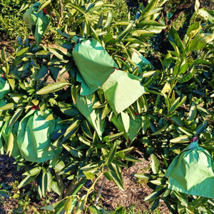 愛咲果樹園「せとか」約2kg【C71-22】【1598822】