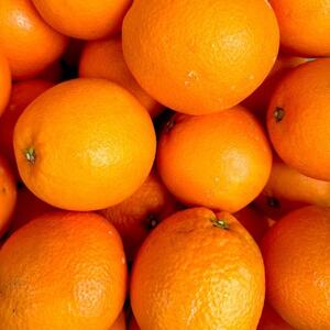 【2026年発送】愛媛県八幡浜市産 ブラッドオレンジ(タロッコ)3kg【C25-189】【1610009】