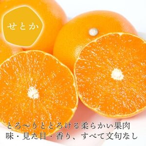 【2026年2月以降発送】とろける濃厚果肉 せとか1.5kg 愛媛県八幡浜産【C25-210】【1612641】