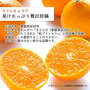 【2026年発送】甘平×まどんな「紅プリンセス」と同品種!愛媛果試48号1.5kg【C25-211】【1612661】