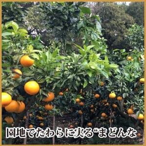 極撰柑橘【雅プレミアム】糖度保証・光センサー 合格品「 マドンナ 」約2キロ【D39-61】【配送不可地域:離島】【1614244】