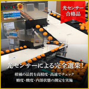 極撰柑橘【雅プレミアム】糖度保証・光センサー 合格品「 マドンナ 」約2キロ【D39-61】【配送不可地域:離島】【1614244】