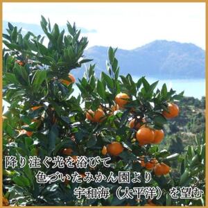 極撰柑橘【雅プレミアム】糖度保証・光センサー合格品「八幡浜温州みかん」約3キロ【C39-63】【配送不可地域:離島】【1614679】