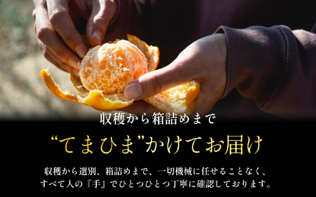 【甘味と酸味のバランスが絶妙】ポンカン 3kg 愛媛県産【C70-64】【1614988】