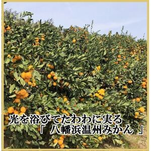 極撰柑橘【雅】光センサー合格品 甘さ際立つ「小玉温州みかん」約4.5キロ【C39-64】【配送不可地域:離島】【1616826】