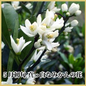 極撰柑橘【雅】光センサー合格品 甘さ際立つ「小玉温州みかん」約4.5キロ【C39-64】【配送不可地域:離島】【1616826】