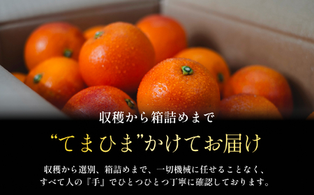 【太陽の恵みをギュッと凝縮】ブラッドオレンジ 3kg 愛媛県産【C70-69】【1615814】