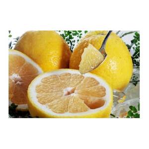 河内晩柑ジュース720ml×6本【E56-64】【1618485】