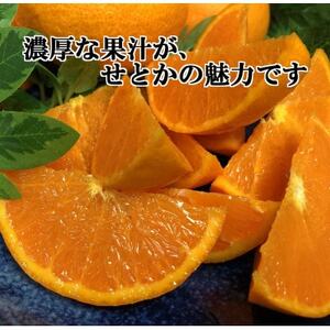 2026年2月~順次発送 柑橘の大トロ!「せとか」約2.5キロ【訳あり品・家庭向け】【C39-65】【配送不可地域:離島】【1619102】