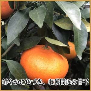 極撰柑橘【雅】光センサー合格品・限定130ケース　愛媛の高級柑橘「甘平」約1.8キロ【D39-66】【配送不可地域：離島】【1619270】