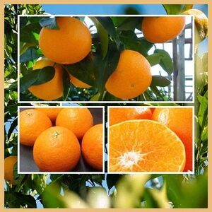 極撰柑橘 【雅】光センサー 合格品・プルプル食感「 マドンナ 」 約3キロ【E39-70】【配送不可地域:離島】【1620366】