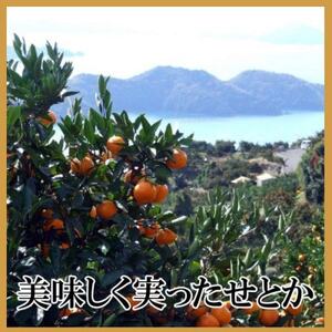 極撰柑橘【雅】光センサー合格品・柑橘の大トロ「 せとか 」約3キロ【D39-71】【配送不可地域：離島】【1620367】