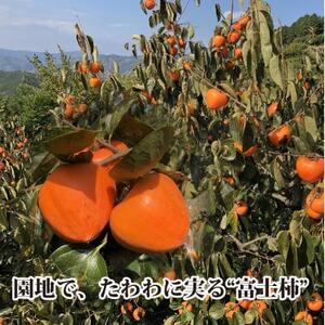 甘さにニッコリ!日本最大級の柿「富士柿」約3キロ【C39-72】【配送不可地域：離島】【1620371】