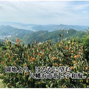 甘さにニッコリ!日本最大級の柿「富士柿」約3キロ【C39-72】【配送不可地域：離島】【1620371】