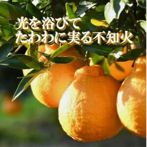 2026年2月~順次出荷 甘さと酸味の絶妙なバランス!はじける果肉「不知火」約2キロ【B39-75】【配送不可地域:離島】【1620481】