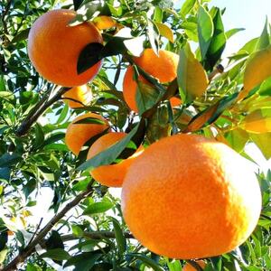 愛咲果樹園「 まどんな 」約3kg【D71-27】【1616835】