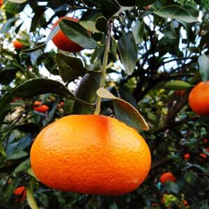 愛咲果樹園 「 甘平 」約3kg【D71-28】【1616841】