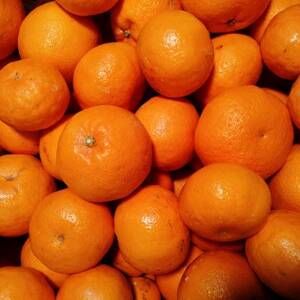 愛咲果樹園「はるみ」約3.5kg【C71-29】【1619092】