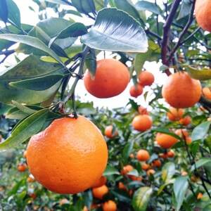 愛咲果樹園「はるみ」約3.5kg【C71-29】【1619092】