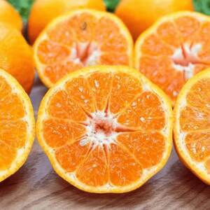 【南国を感じさせる独特の香り】訳あり 愛媛ポンカン 20kg【G20-71】【1620343】