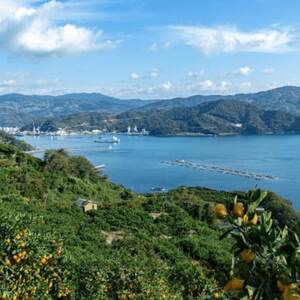 【南国を感じさせる独特の香り】訳あり 愛媛ポンカン 20kg【G20-71】【1620343】