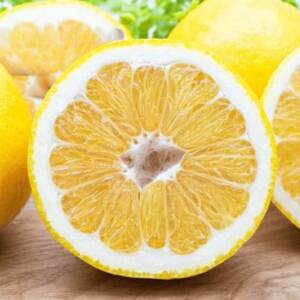 《果汁たっぷりジューシー》産地直送 愛媛八幡浜産 訳あり 河内晩柑10kg【D20-72】【1621456】