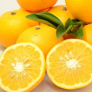 【太陽をたっぷり浴びた】甘夏【極】6kg【C49-85】【1621797】