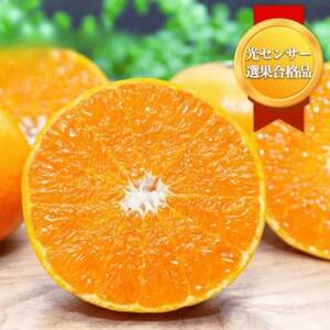 【みかんの大トロ】糖度12.0以上酸1.4以下 糖酸選別品 訳あり 愛媛セトカ5kg【D20-74】【1620328】
