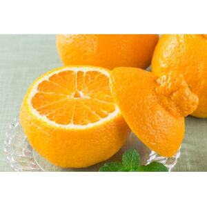 不知火ジュース720ml×6本【E56-67】【1621263】