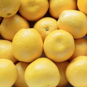 《果汁たっぷりジューシー》産地直送 愛媛八幡浜産 河内晩柑10kg【G20-80】【1621505】