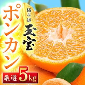 【愛媛名産】玉宝ポンカン　5kg【C64-64】【1621806】