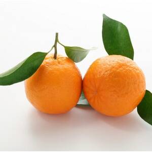 【愛媛名産】玉宝ポンカン　4kg【C64-65】【1621807】