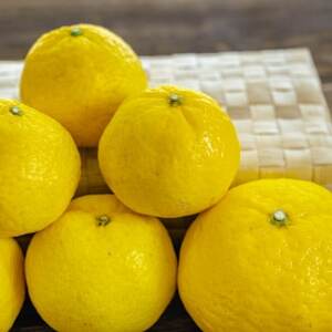 【太陽をたっぷり浴びた】媛小春(ひめこはる)【極】5kg【H49-100】【1623961】