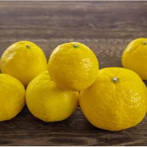 【愛媛名産】玉宝媛小春(ひめこはる)　10kg【H64-88】【1623971】