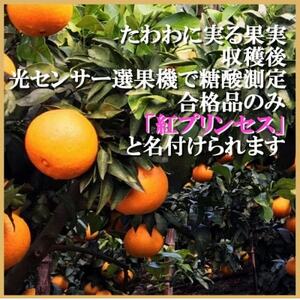 柑橘界のサラブレット!!「まどんな」と「甘平」を親に持つ!! 「紅プリンセス」3キロ【F39-77】【配送不可地域:離島】【1621866】