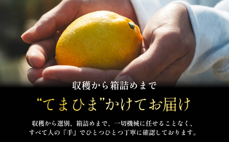 【皮まで食べられる】愛媛育ちのレモン 2kg 防腐剤・ワックス不使用【A70-76】【1624050】