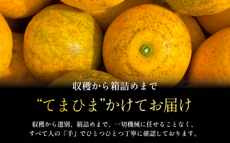 【太陽の恵みをギュッと凝縮】河内晩柑 訳あり 6kg 愛媛県産【C70-83】【1625557】