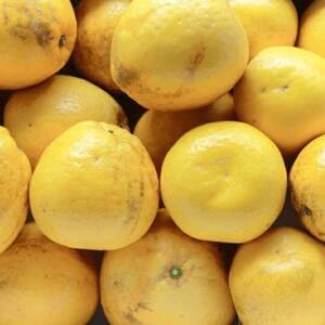 《果汁たっぷりジューシー》産地直送 愛媛八幡浜産 訳あり 河内晩柑 2kg【A20-88】【1625427】