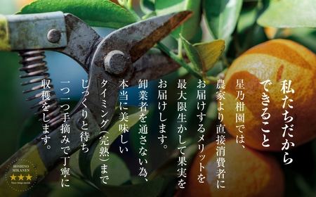 【訳あり】星乃せとか 柑橘の大トロ(2kg)【C45-92】【1625775】