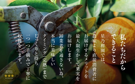 【訳あり】星乃みかん園の甘平(3.5kg)【D45-95】【1625779】