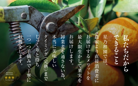 【三つ星ブランド】星乃みかん(3kg)【A45-96】【1625777】