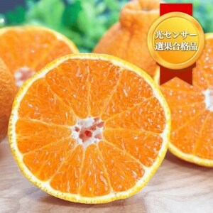 【糖度14.0以上酸1.4以下】糖酸選別品 愛媛産 不知火 (しらぬひ) 20kg【H20-93】【配送不可地域：離島】【1625296】