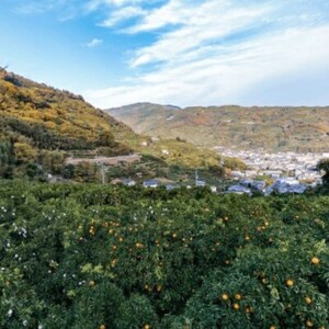 【糖度14.0以上酸1.4以下】糖酸選別品 愛媛産 不知火 (しらぬひ) 20kg【H20-93】【配送不可地域：離島】【1625296】