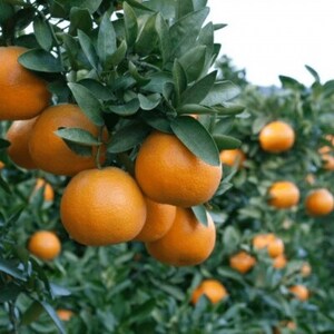 【爽やか香りと柔らかジューシーな果肉】愛媛八幡浜産 宮内伊予柑 20kg【H20-95】【1625452】