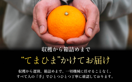 【紅プリンセスと同品種】「甘平×まどんな」愛果48号【5kg】《新品種》【家庭用】【G70-85】【1633356】