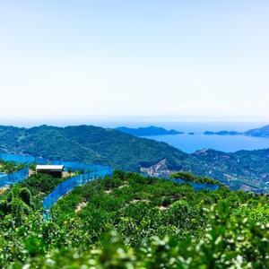 【香り、深まる。】極の完熟レモン 4kg【C64-90】【1636545】