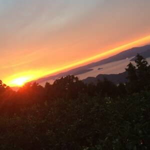 【まろやか果汁、やさしい酸味。】愛媛育ちの完熟レモン 4kg【C49-103】【1636527】