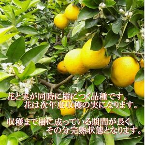 2026年4月～順次出荷　爽やかでみずみずしい!初夏の「河内晩柑」約5キロ【訳あり】【C39-82】【配送不可地域：離島】【1640764】