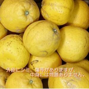 2026年4月～順次出荷　爽やかでみずみずしい!初夏の「河内晩柑」約5キロ【訳あり】【C39-82】【配送不可地域：離島】【1640764】